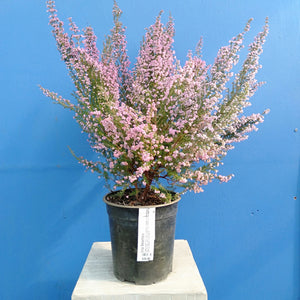 ERICA MELANTHERA 2.5L