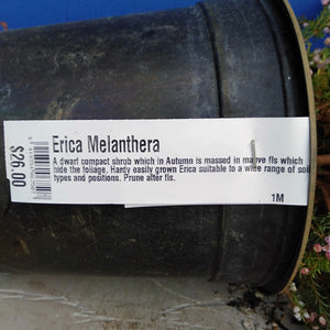 ERICA MELANTHERA 2.5L