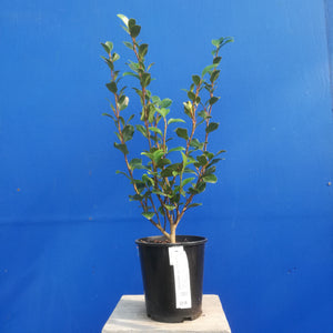 GRISELINIA SOUTHERN RED