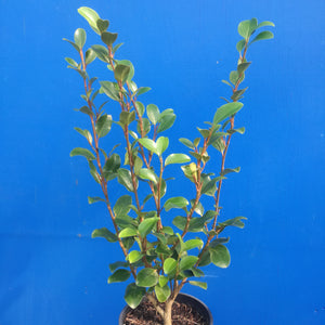 GRISELINIA SOUTHERN RED