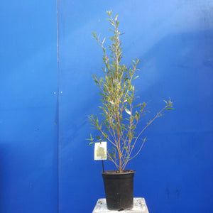 PHEBALIUM SQUAMULOSUM 3.5L