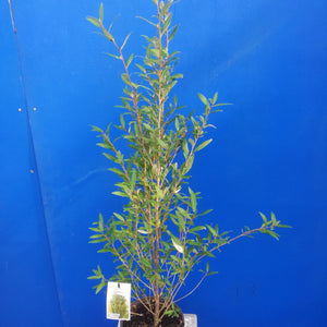 PHEBALIUM SQUAMULOSUM 3.5L