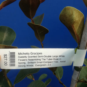 MICHELIA GRACIPES 3.5L