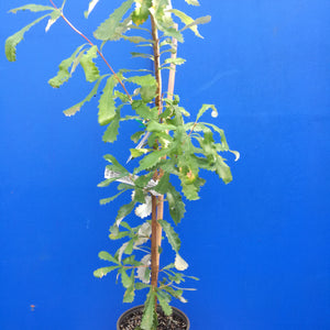 BANKSIA INTEGRIFOLIA COASTAL BANKSIA 3.3L