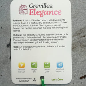 GREVILLEA ELEGANCE