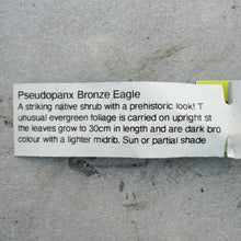 Load image into Gallery viewer, PSEUDOPANAX BRONZE EAGLE
