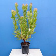 Load image into Gallery viewer, LEUCADENDRON GOLDEN TULIP 3.3L
