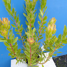 Load image into Gallery viewer, LEUCADENDRON GOLDEN TULIP 3.3L
