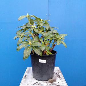 RHODODENDRON TWEETY BIRD 6.0L