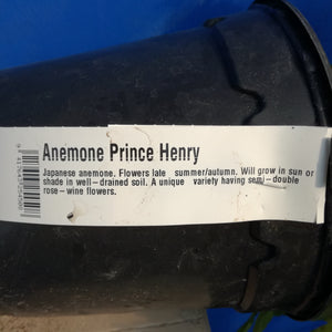 ANEMONE PRINCE HENRY 2.0L