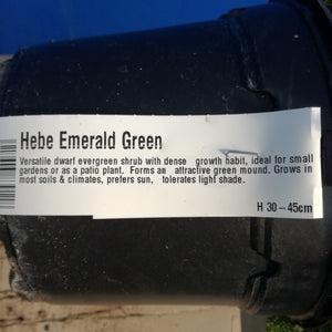 HEBE EMERALD GREEN 2.0L