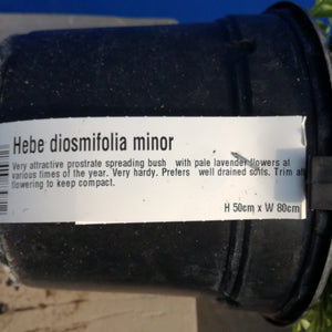 HEBE DIOSMIFOLIA MINOR 2.0L