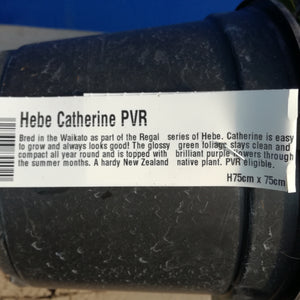 HEBE CATHERINE 2.0L