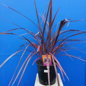 CORDYLINE RED FOUNTAIN 2.5L