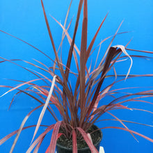 Load image into Gallery viewer, CORDYLINE RED FOUNTAIN 2.5L
