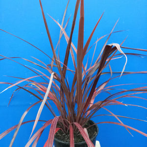 CORDYLINE RED FOUNTAIN 2.5L