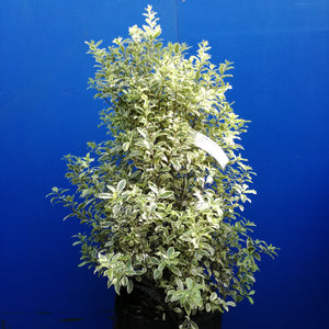 PITTOSPORUM TENUIFOLIUM VARIEGATA 25.0L