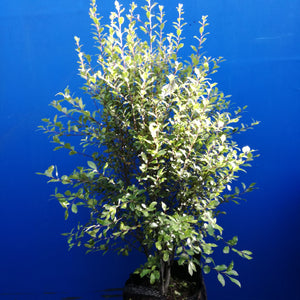 PITTOSPORUM TENUIFOLIUM EMERALD GREEN 25.0L