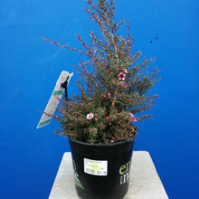 Load image into Gallery viewer, LEPTOSPERMUM NANUM HUIA 1.5L
