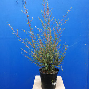 LEPTOSPERMUM SNOW FLURRY 2.5L