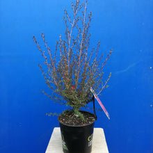 Load image into Gallery viewer, LEPTOSPERMUM RED ENSIGN 2.5L
