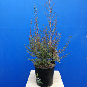 LEPTOSPERMUM RED DAMASK 2.5L