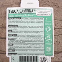 Load image into Gallery viewer, FEIJOA BAMBINA 1.9L
