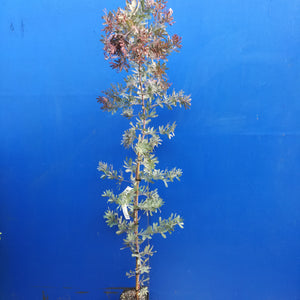 ACACIA BAILEYANA PURPUREA PB8