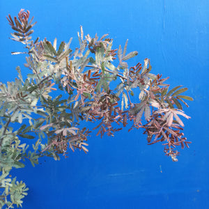 ACACIA BAILEYANA PURPUREA PB8