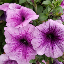 Load image into Gallery viewer, PETUNIA PLUM CARPET SEED
