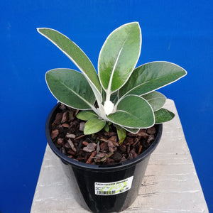 PACHYSTEGIA INSIGNIS MARLBOROUGH ROCK DAISY 1.9L