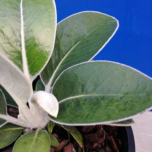 PACHYSTEGIA INSIGNIS MARLBOROUGH ROCK DAISY 1.9L