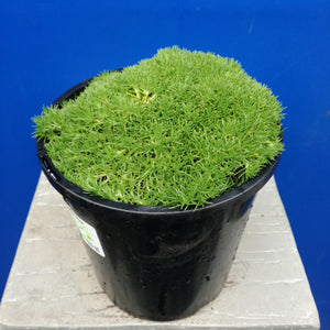 SCLERANTHUS CREW CUT 2.4L