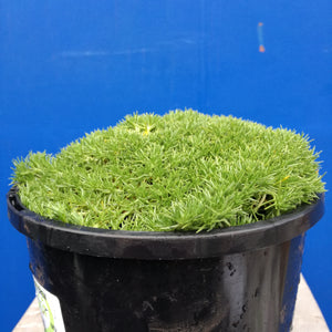 SCLERANTHUS CREW CUT 2.4L