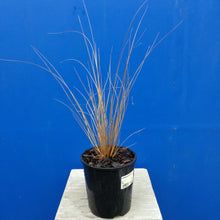 Load image into Gallery viewer, CHIONOCHLOA RUBRA RED TUSSOCK GRASS 1.9L
