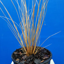 Load image into Gallery viewer, CHIONOCHLOA RUBRA RED TUSSOCK GRASS 1.9L
