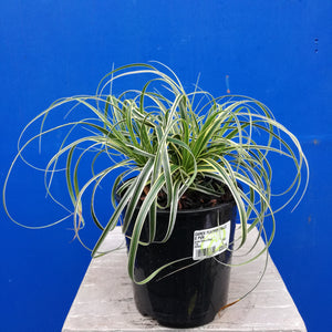 CAREX FEATHER FALLS 1.9L