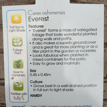 Load image into Gallery viewer, CAREX EVEREST 1.9L
