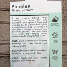 Load image into Gallery viewer, PIMELEA PROSTRATA PINATORO 2.4L
