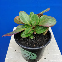 Load image into Gallery viewer, BERGENIA BRESSINGHAM RUBY 14CM
