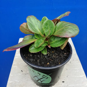 BERGENIA BRESSINGHAM RUBY 14CM