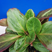 Load image into Gallery viewer, BERGENIA BRESSINGHAM RUBY 14CM
