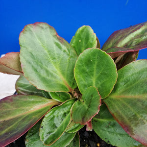 BERGENIA BRESSINGHAM RUBY 14CM