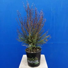 Load image into Gallery viewer, LEPTOSPERMUM NANUM ELIZABETH JANE 2.5L
