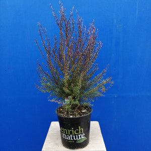 LEPTOSPERMUM NANUM ELIZABETH JANE 2.5L