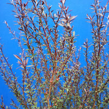 Load image into Gallery viewer, LEPTOSPERMUM NANUM ELIZABETH JANE 2.5L
