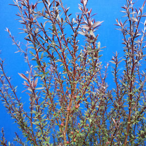 LEPTOSPERMUM NANUM ELIZABETH JANE 2.5L