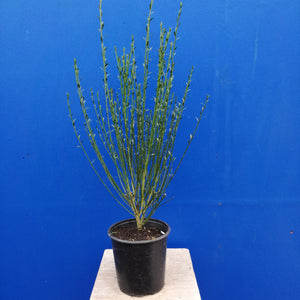 CYTISUS RASPBERRY RIPPLE 2.5L