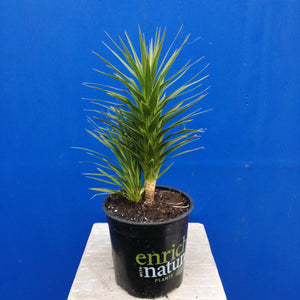 CORDYLINE KARO KIRI 2.5L