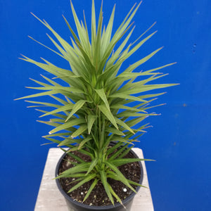 CORDYLINE KARO KIRI 2.5L